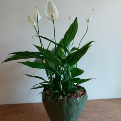 Peace lily - Gorgeous glossy leaves on the peace lily (spathyphillum) tone beautifully with the dark green hand made ceramic pot cover. Great for air cleansing!